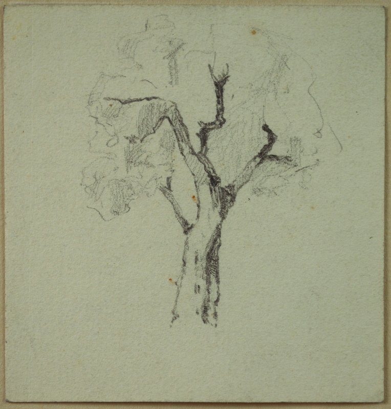 1909-1913 ca. - Albero